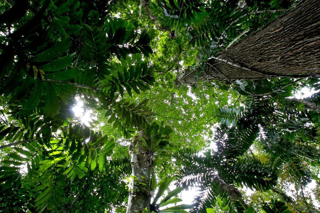 Selva Bananito Lodge Westfalia ภายนอก รูปภาพ